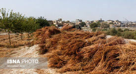 بومی‌سازی فناوری تبدیل ضایعات کشاورزی به زغال زیستی در ایران/از اصلاح خاک تا صنایع فولاد